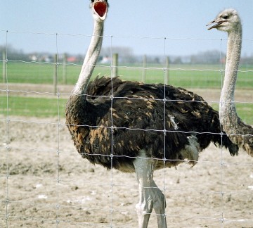 97 vogel met bek open.jpg