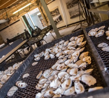 Zeeland - Oesterij Dagattracties_groot-291.jpg