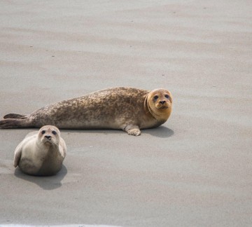 Rondvaart Vlissingen - Zeehondensafari